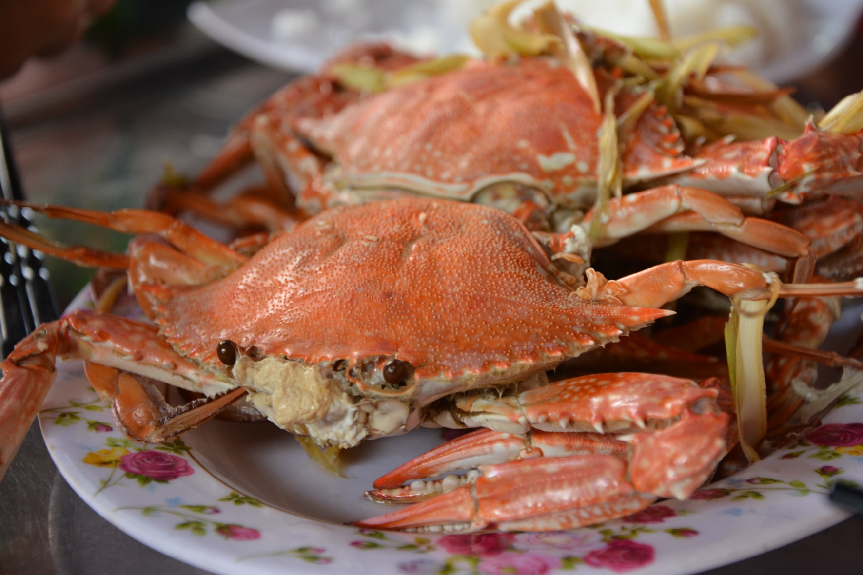 Beth Macdonald : hairy crab